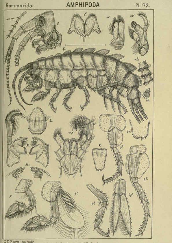 Reproducción/Reproduction 6194956827: An account of the Crustacea of Norway. v.1 Amphipoda (plates) Christiania,A. Cammermeyer,1895-1928