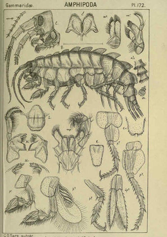 Reproducción/Reproduction 6194956827: An account of the Crustacea of Norway. v.1 Amphipoda (plates) Christiania,A. Cammermeyer,1895-1928