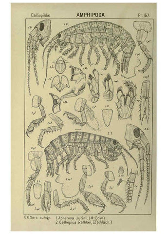Reproducción/Reproduction 6194953657: An account of the Crustacea of Norway. v.1 Amphipoda (plates) Christiania,A. Cammermeyer,1895-1928