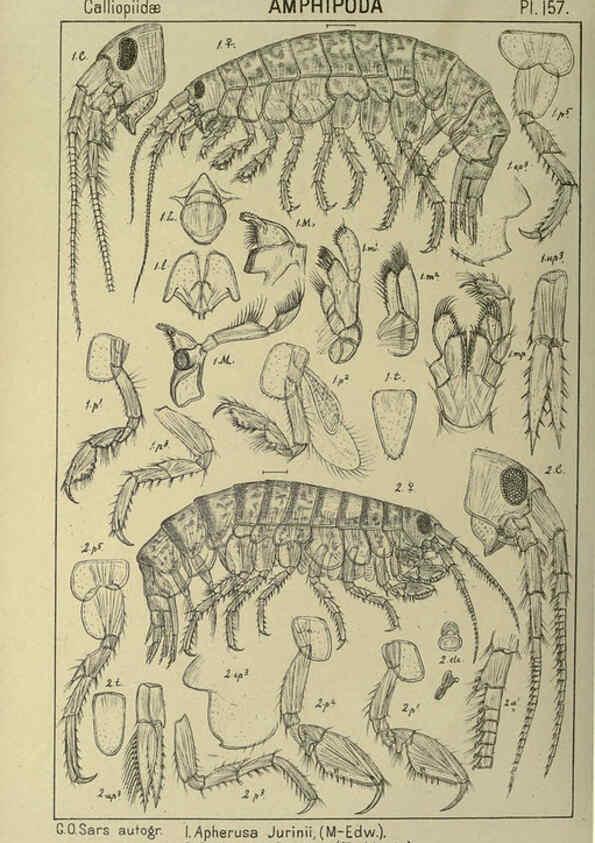 Reproducción/Reproduction 6194953657: An account of the Crustacea of Norway. v.1 Amphipoda (plates) Christiania,A. Cammermeyer,1895-1928