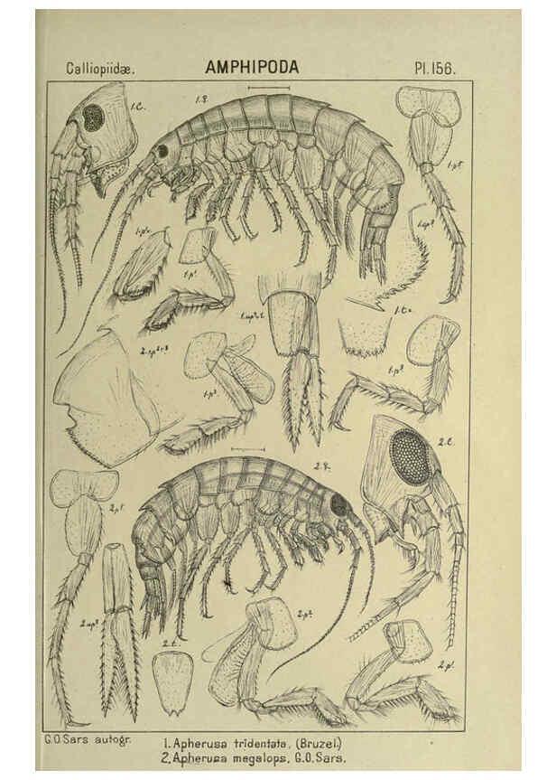 Reproducción/Reproduction 6194953367: An account of the Crustacea of Norway. v.1 Amphipoda (plates) Christiania,A. Cammermeyer,1895-1928