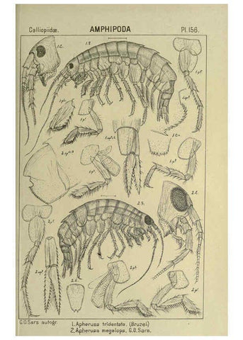 Reproducción/Reproduction 6194953367: An account of the Crustacea of Norway. v.1 Amphipoda (plates) Christiania,A. Cammermeyer,1895-1928