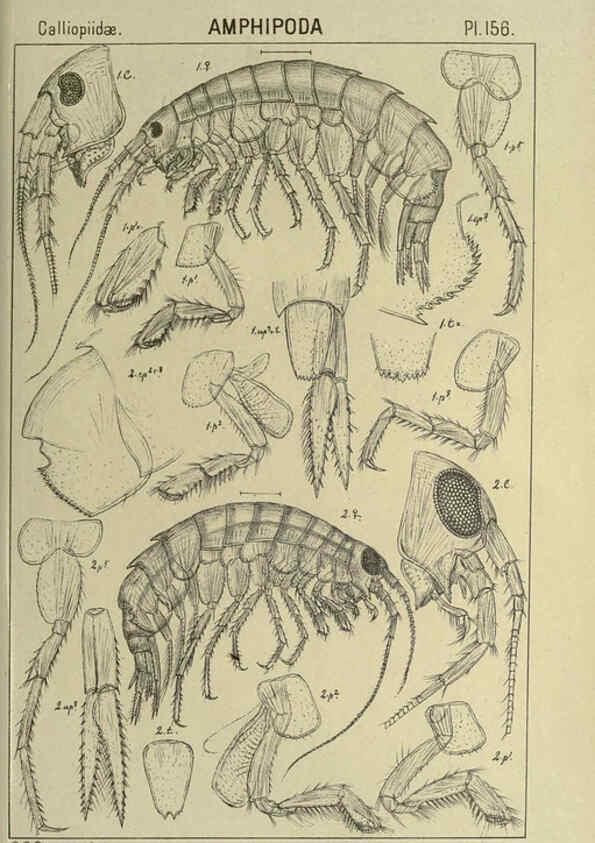 Reproducción/Reproduction 6194953367: An account of the Crustacea of Norway. v.1 Amphipoda (plates) Christiania,A. Cammermeyer,1895-1928