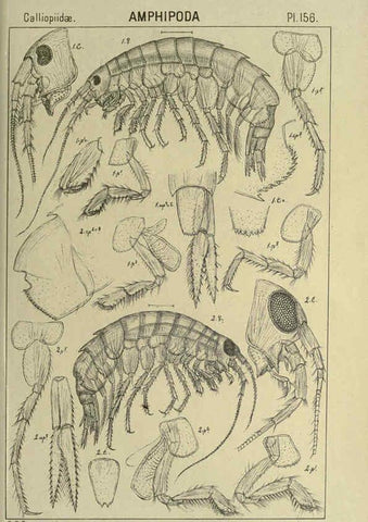 Reproducción/Reproduction 6194953367: An account of the Crustacea of Norway. v.1 Amphipoda (plates) Christiania,A. Cammermeyer,1895-1928