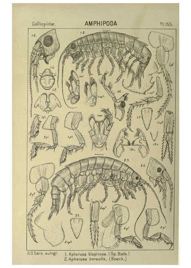 Reproducción/Reproduction 6195470284: An account of the Crustacea of Norway. v.1 Amphipoda (plates) Christiania,A. Cammermeyer,1895-1928