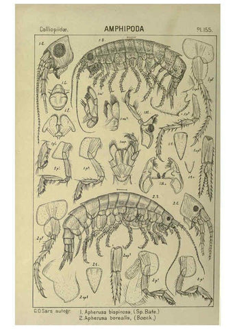 Reproducción/Reproduction 6195470284: An account of the Crustacea of Norway. v.1 Amphipoda (plates) Christiania,A. Cammermeyer,1895-1928