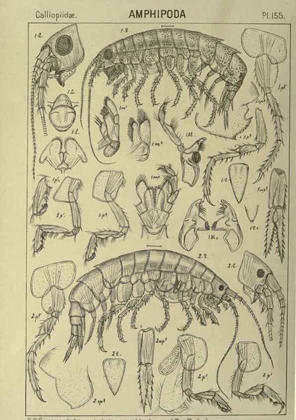 Reproducción/Reproduction 6195470284: An account of the Crustacea of Norway. v.1 Amphipoda (plates) Christiania,A. Cammermeyer,1895-1928
