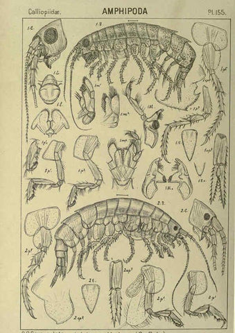 Reproducción/Reproduction 6195470284: An account of the Crustacea of Norway. v.1 Amphipoda (plates) Christiania,A. Cammermeyer,1895-1928