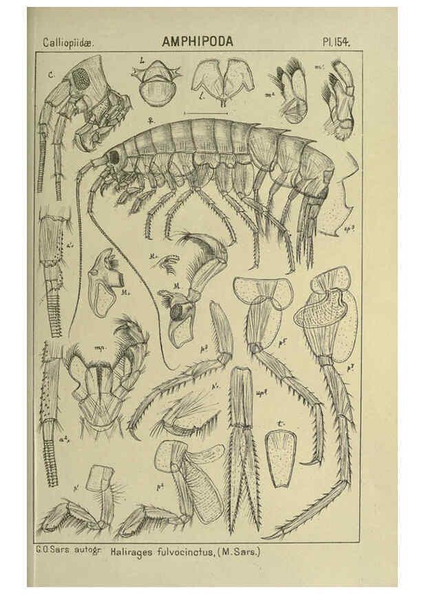 Reproducción/Reproduction 6194952871: An account of the Crustacea of Norway. v.1 Amphipoda (plates) Christiania,A. Cammermeyer,1895-1928