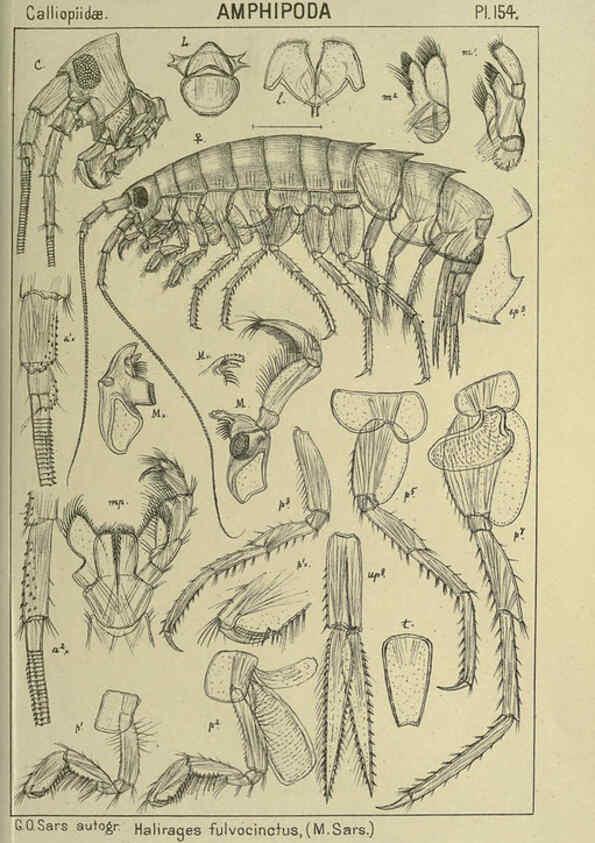 Reproducción/Reproduction 6194952871: An account of the Crustacea of Norway. v.1 Amphipoda (plates) Christiania,A. Cammermeyer,1895-1928
