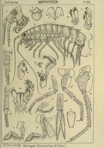 Reproducción/Reproduction 6194952871: An account of the Crustacea of Norway. v.1 Amphipoda (plates) Christiania,A. Cammermeyer,1895-1928