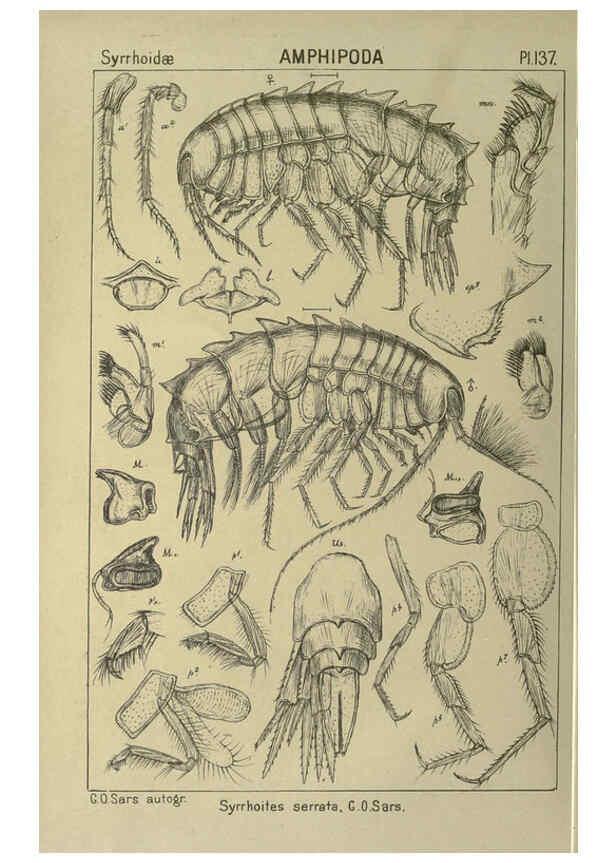 Reproducción/Reproduction 6195466598: An account of the Crustacea of Norway. v.1 Amphipoda (plates) Christiania,A. Cammermeyer,1895-1928