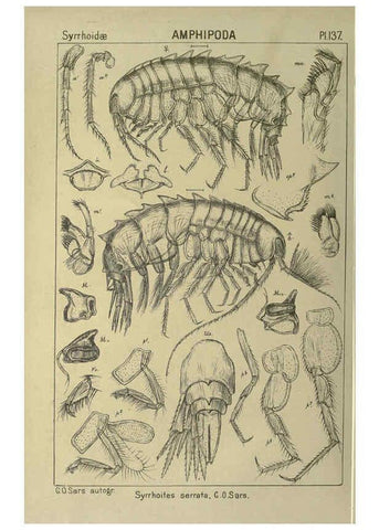 Reproducción/Reproduction 6195466598: An account of the Crustacea of Norway. v.1 Amphipoda (plates) Christiania,A. Cammermeyer,1895-1928