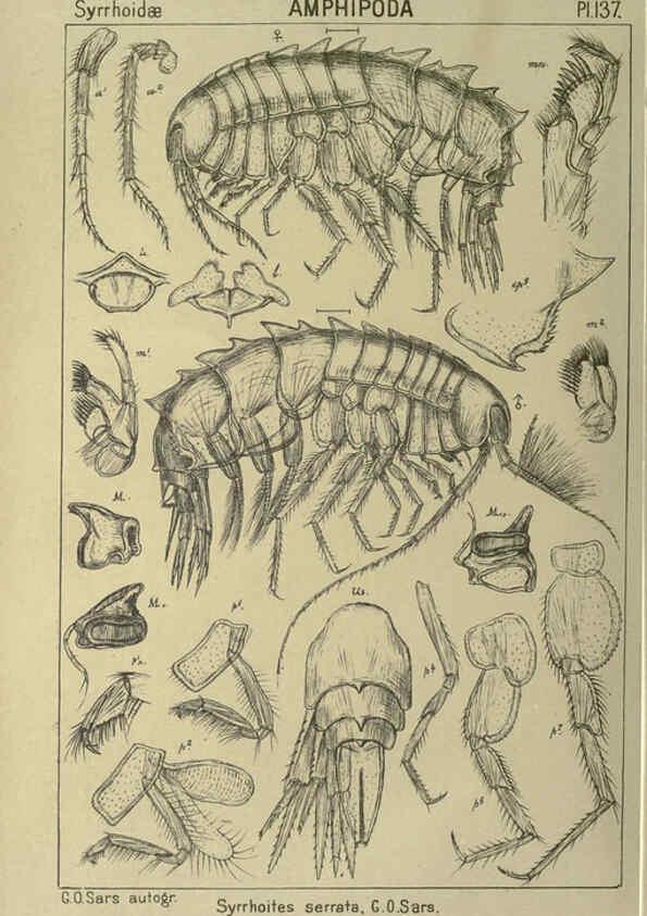 Reproducción/Reproduction 6195466598: An account of the Crustacea of Norway. v.1 Amphipoda (plates) Christiania,A. Cammermeyer,1895-1928