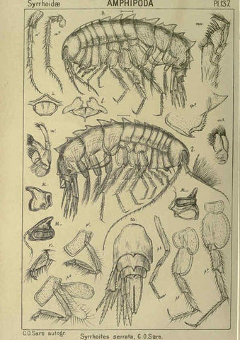 Reproducción/Reproduction 6195466598: An account of the Crustacea of Norway. v.1 Amphipoda (plates) Christiania,A. Cammermeyer,1895-1928