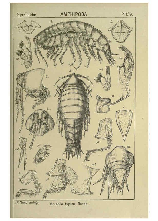 Reproducción/Reproduction 6194949505: An account of the Crustacea of Norway. v.1 Amphipoda (plates) Christiania,A. Cammermeyer,1895-1928