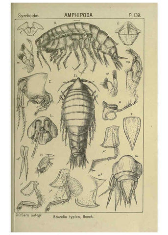 Reproducción/Reproduction 6194949505: An account of the Crustacea of Norway. v.1 Amphipoda (plates) Christiania,A. Cammermeyer,1895-1928