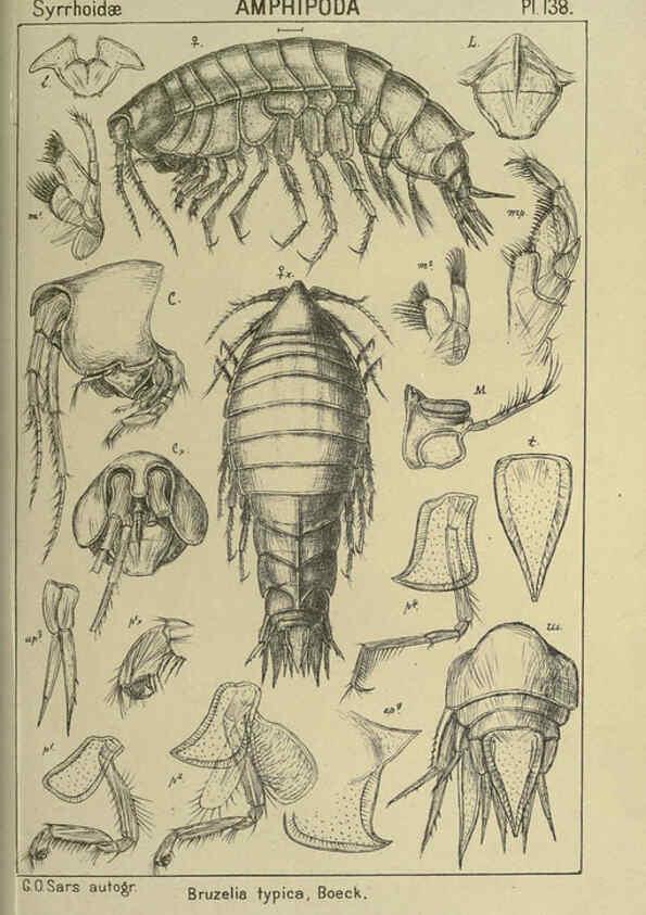 Reproducción/Reproduction 6194949505: An account of the Crustacea of Norway. v.1 Amphipoda (plates) Christiania,A. Cammermeyer,1895-1928