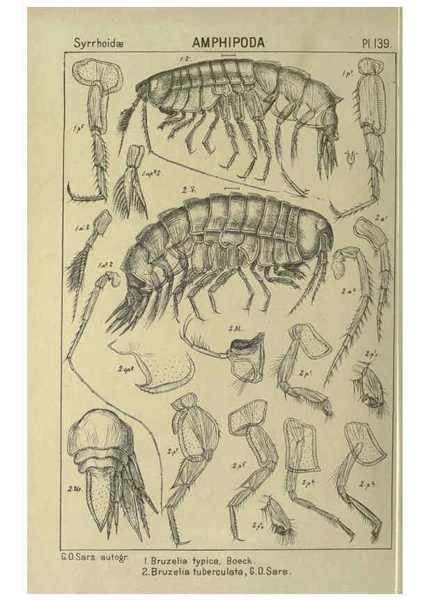 Reproducción/Reproduction 6194949679: An account of the Crustacea of Norway. v.1 Amphipoda (plates) Christiania,A. Cammermeyer,1895-1928