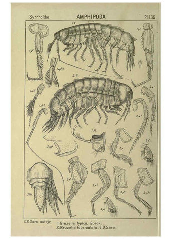 Reproducción/Reproduction 6194949679: An account of the Crustacea of Norway. v.1 Amphipoda (plates) Christiania,A. Cammermeyer,1895-1928
