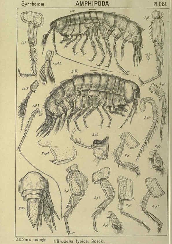 Reproducción/Reproduction 6194949679: An account of the Crustacea of Norway. v.1 Amphipoda (plates) Christiania,A. Cammermeyer,1895-1928