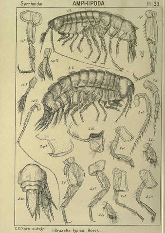 Reproducción/Reproduction 6194949679: An account of the Crustacea of Norway. v.1 Amphipoda (plates) Christiania,A. Cammermeyer,1895-1928