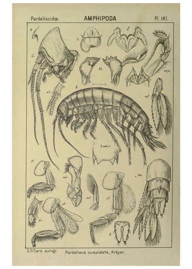Reproducción/Reproduction 6194950061: An account of the Crustacea of Norway. v.1 Amphipoda (plates) Christiania,A. Cammermeyer,1895-1928