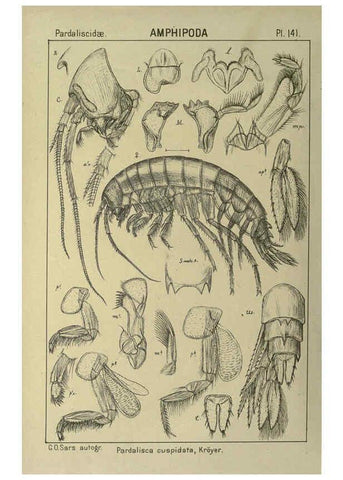 Reproducción/Reproduction 6194950061: An account of the Crustacea of Norway. v.1 Amphipoda (plates) Christiania,A. Cammermeyer,1895-1928