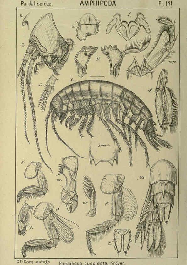 Reproducción/Reproduction 6194950061: An account of the Crustacea of Norway. v.1 Amphipoda (plates) Christiania,A. Cammermeyer,1895-1928