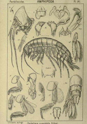 Reproducción/Reproduction 6194950061: An account of the Crustacea of Norway. v.1 Amphipoda (plates) Christiania,A. Cammermeyer,1895-1928