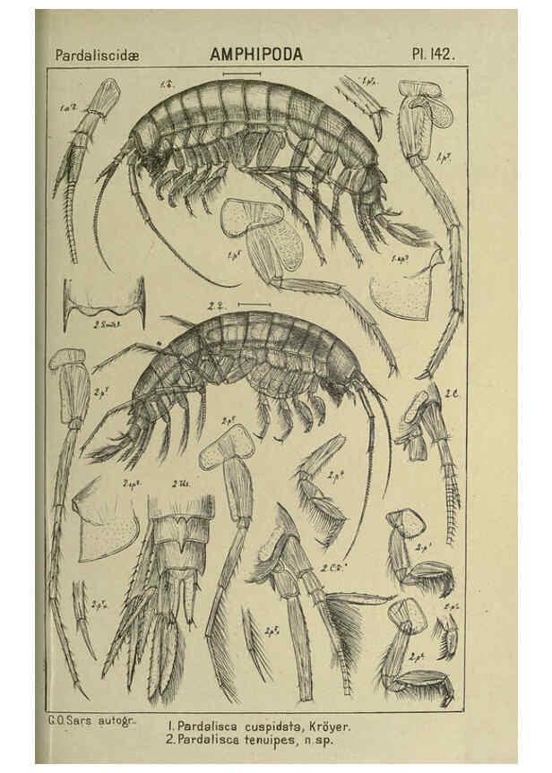 Reproducción/Reproduction 6195467568: An account of the Crustacea of Norway. v.1 Amphipoda (plates) Christiania,A. Cammermeyer,1895-1928