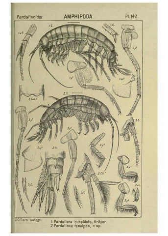 Reproducción/Reproduction 6195467568: An account of the Crustacea of Norway. v.1 Amphipoda (plates) Christiania,A. Cammermeyer,1895-1928