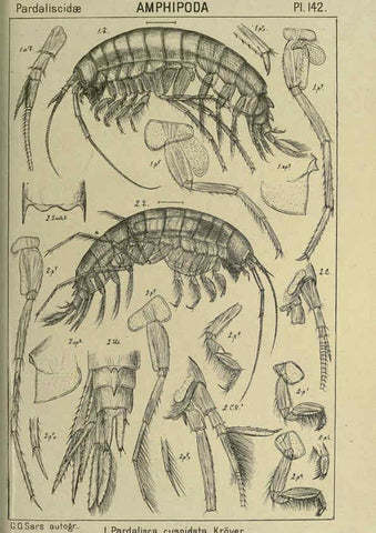 Reproducción/Reproduction 6195467568: An account of the Crustacea of Norway. v.1 Amphipoda (plates) Christiania,A. Cammermeyer,1895-1928