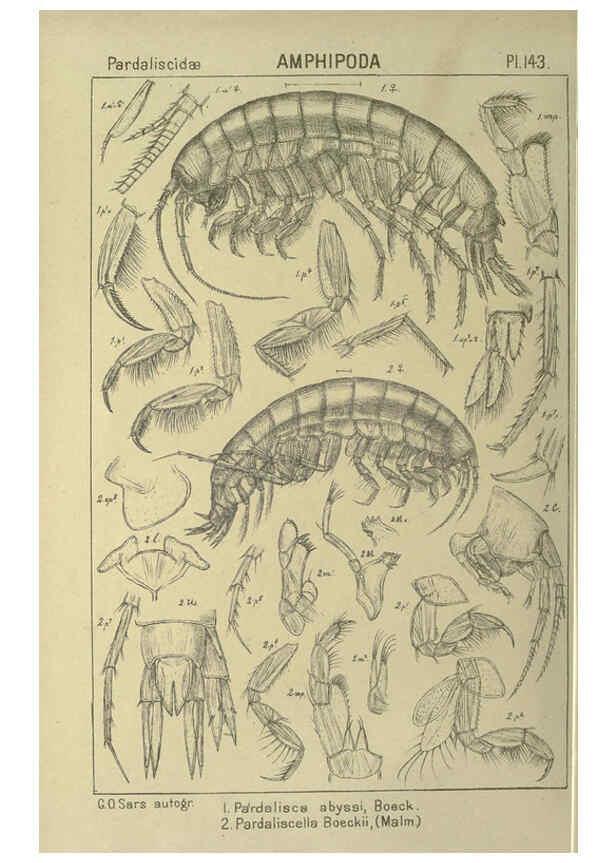 Reproducción/Reproduction 6195467782: An account of the Crustacea of Norway. v.1 Amphipoda (plates) Christiania,A. Cammermeyer,1895-1928
