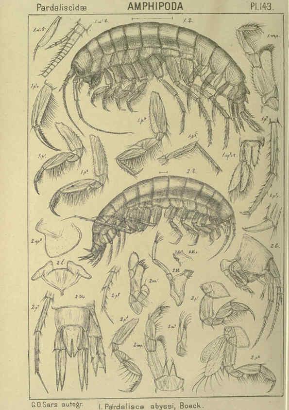 Reproducción/Reproduction 6195467782: An account of the Crustacea of Norway. v.1 Amphipoda (plates) Christiania,A. Cammermeyer,1895-1928