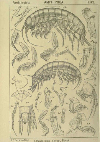 Reproducción/Reproduction 6195467782: An account of the Crustacea of Norway. v.1 Amphipoda (plates) Christiania,A. Cammermeyer,1895-1928