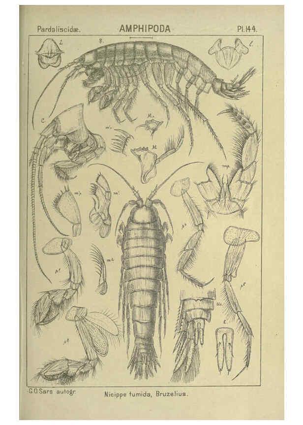 Reproducción/Reproduction 6195467966: An account of the Crustacea of Norway. v.1 Amphipoda (plates) Christiania,A. Cammermeyer,1895-1928