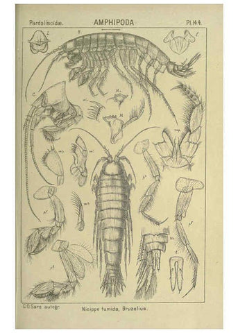 Reproducción/Reproduction 6195467966: An account of the Crustacea of Norway. v.1 Amphipoda (plates) Christiania,A. Cammermeyer,1895-1928