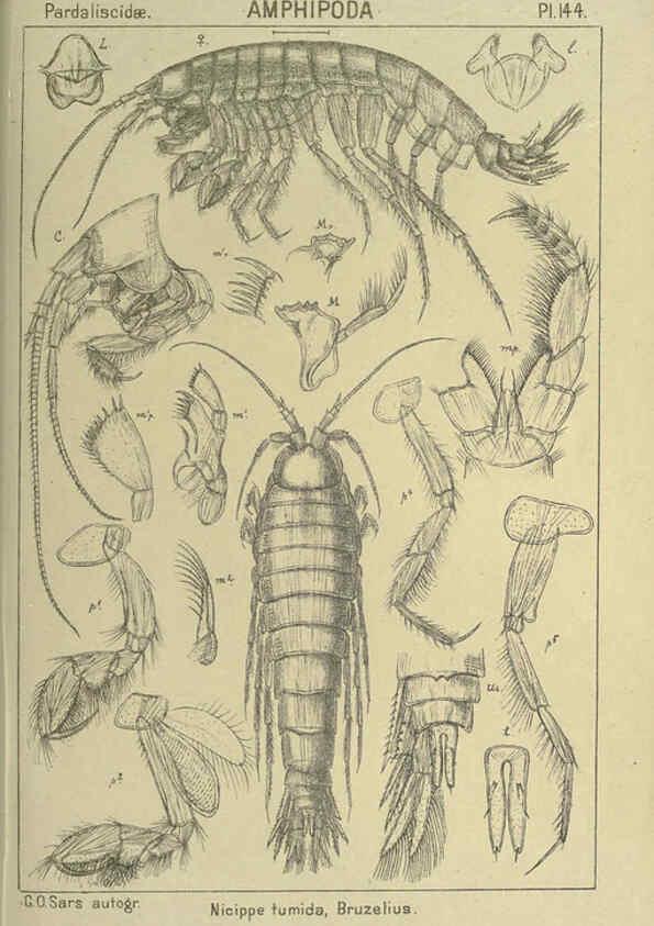 Reproducción/Reproduction 6195467966: An account of the Crustacea of Norway. v.1 Amphipoda (plates) Christiania,A. Cammermeyer,1895-1928