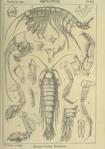 Reproducción/Reproduction 6195467966: An account of the Crustacea of Norway. v.1 Amphipoda (plates) Christiania,A. Cammermeyer,1895-1928