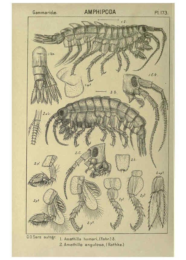Reproducción/Reproduction 6195474310: An account of the Crustacea of Norway. v.1 Amphipoda (plates) Christiania,A. Cammermeyer,1895-1928