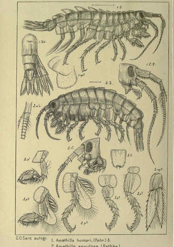 Reproducción/Reproduction 6195474310: An account of the Crustacea of Norway. v.1 Amphipoda (plates) Christiania,A. Cammermeyer,1895-1928