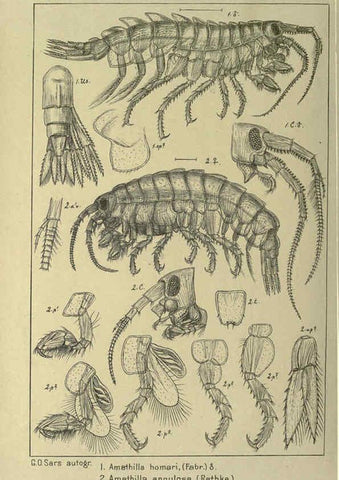 Reproducción/Reproduction 6195474310: An account of the Crustacea of Norway. v.1 Amphipoda (plates) Christiania,A. Cammermeyer,1895-1928