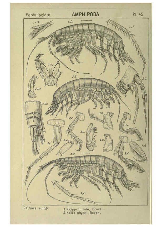 Reproducción/Reproduction 6195468148: An account of the Crustacea of Norway. v.1 Amphipoda (plates) Christiania,A. Cammermeyer,1895-1928