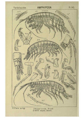 Reproducción/Reproduction 6195468148: An account of the Crustacea of Norway. v.1 Amphipoda (plates) Christiania,A. Cammermeyer,1895-1928