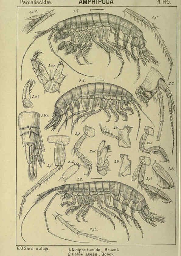Reproducción/Reproduction 6195468148: An account of the Crustacea of Norway. v.1 Amphipoda (plates) Christiania,A. Cammermeyer,1895-1928