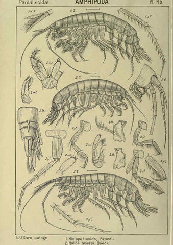 Reproducción/Reproduction 6195468148: An account of the Crustacea of Norway. v.1 Amphipoda (plates) Christiania,A. Cammermeyer,1895-1928