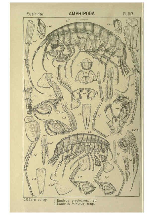 Reproducción/Reproduction 6195468688: An account of the Crustacea of Norway. v.1 Amphipoda (plates) Christiania,A. Cammermeyer,1895-1928