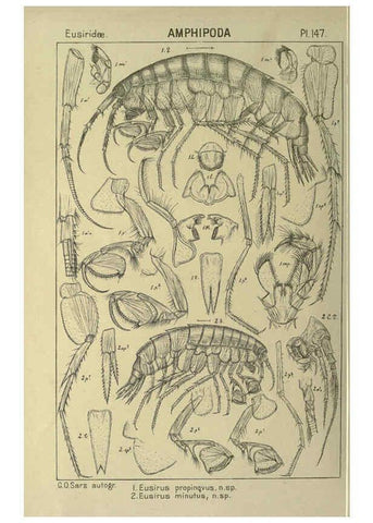 Reproducción/Reproduction 6195468688: An account of the Crustacea of Norway. v.1 Amphipoda (plates) Christiania,A. Cammermeyer,1895-1928