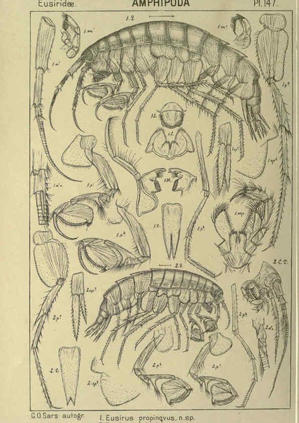 Reproducción/Reproduction 6195468688: An account of the Crustacea of Norway. v.1 Amphipoda (plates) Christiania,A. Cammermeyer,1895-1928